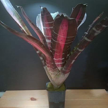 【送料無料】Vriesea 'Swagger'〔フリーセア〕現品発送V133 フリーセア | STORES