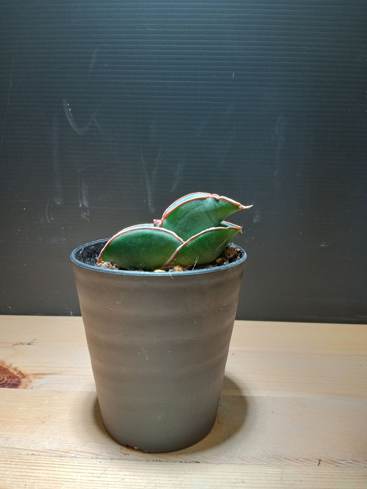 Sansevieria ehrenbergii 'Banana' | satakeseikaten Sansevieria ehrenbergii 'Banana' | satakeseikaten
