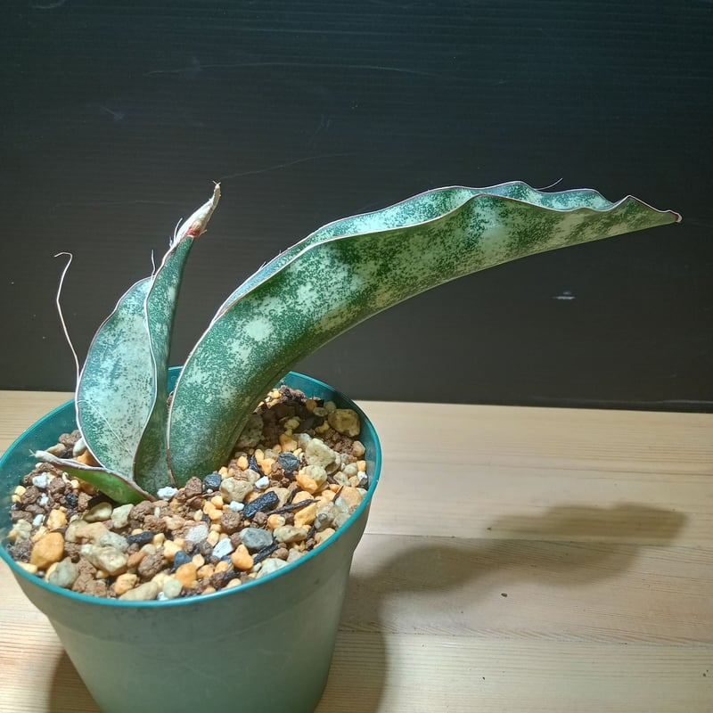 Sansevieria Kirkii var. pulchra coppertone | sa