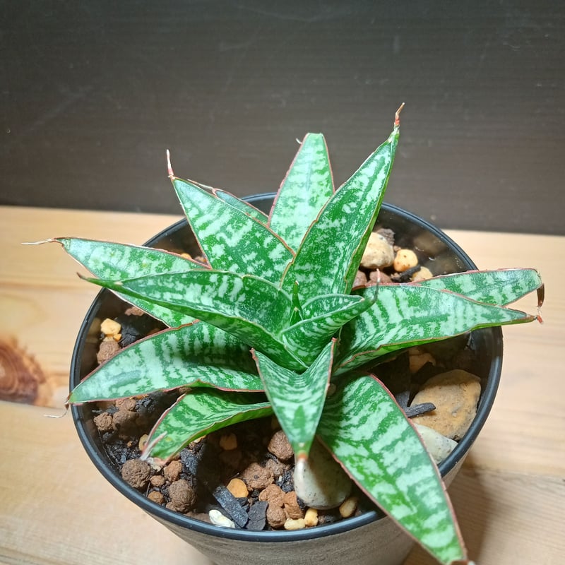 Sansevieria Ban Teng | satakeseikaten Sansevieria Ban Teng | satakeseikaten