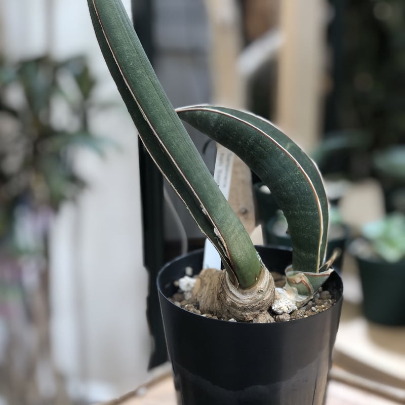 Sansevieria Baseball Bat | satakeseikaten