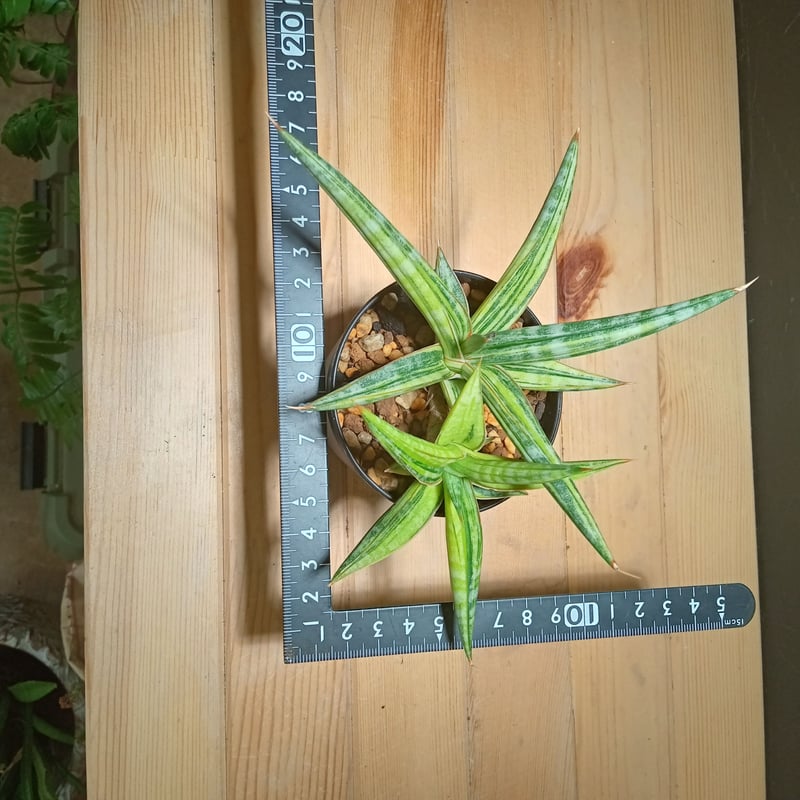 ヴァイス　多種多彩 サリー　SP サボ 【リーダー】【プレミアムカードコレクション リーダー