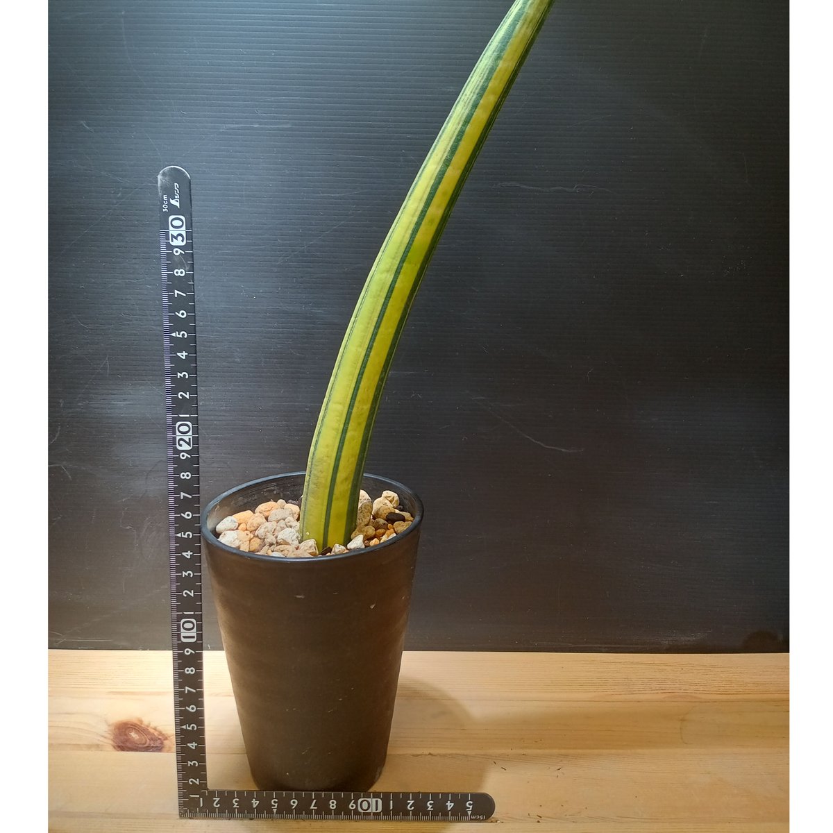 Sansevieria fischeri Variegata | satakeseikaten