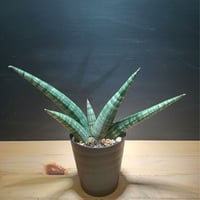 サンスベリア Sansevieria sp. Zululand A サンスベリア Sansevieria sp. Zululand A