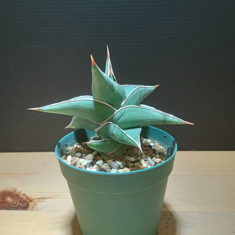 sansevieria powellii blue | satakeseikaten
