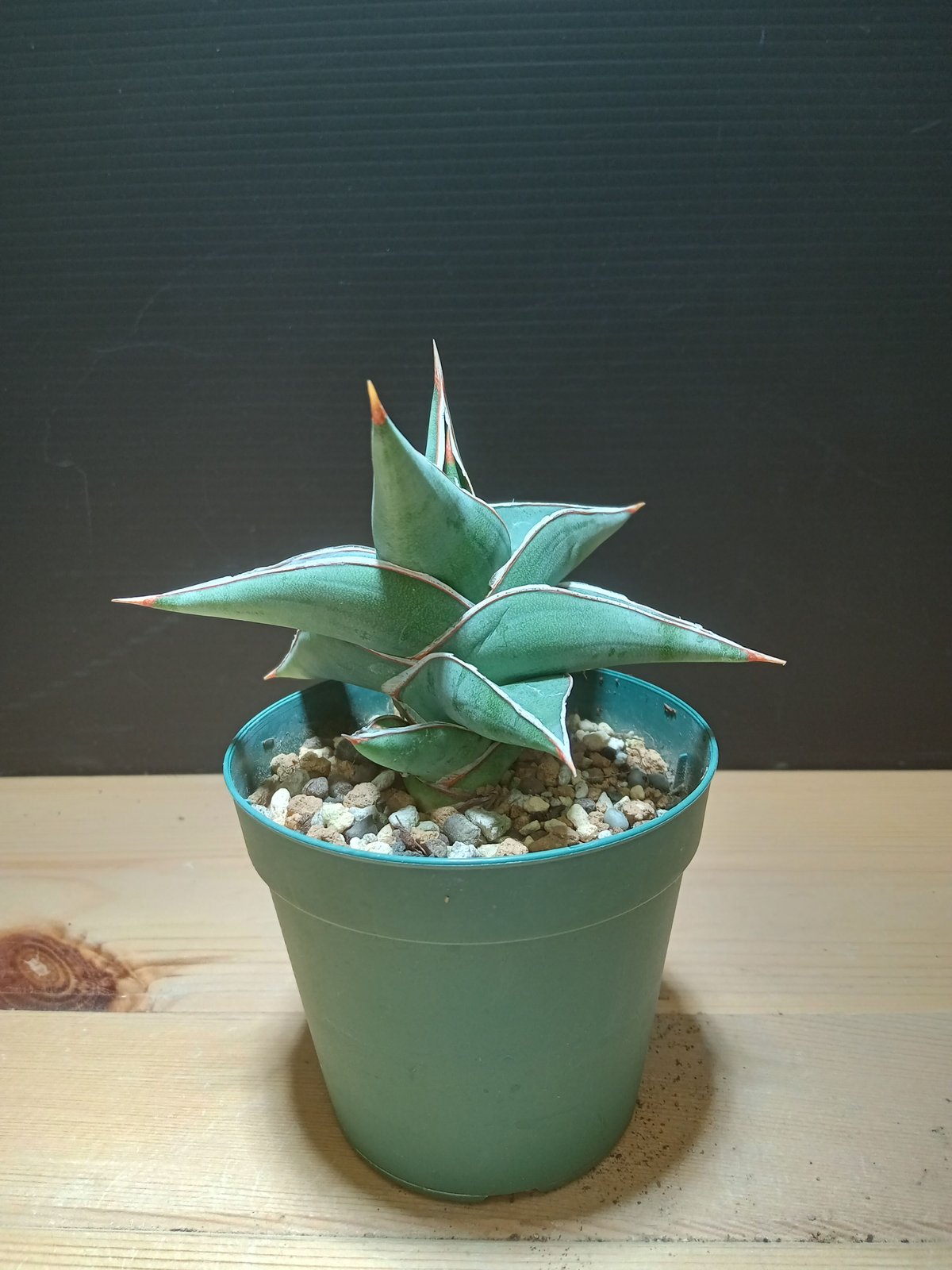 コレクション株】Sansevieria powellii variegated サンセベリアパウ