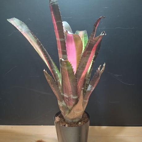 フリーセア | STORES