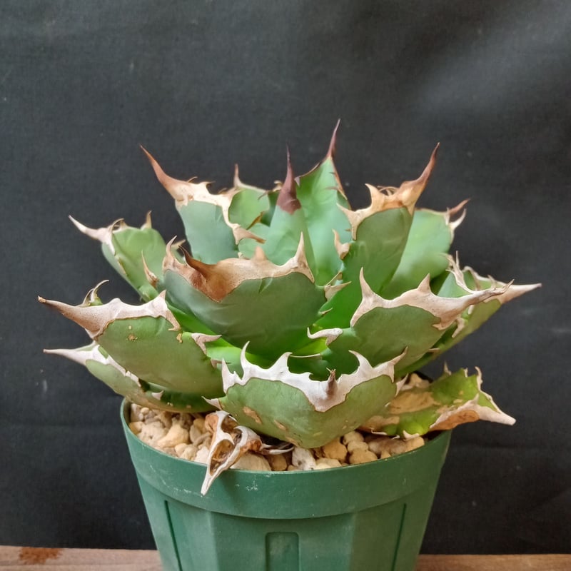 Agave titanota 姫厳竜 | satakeseikaten