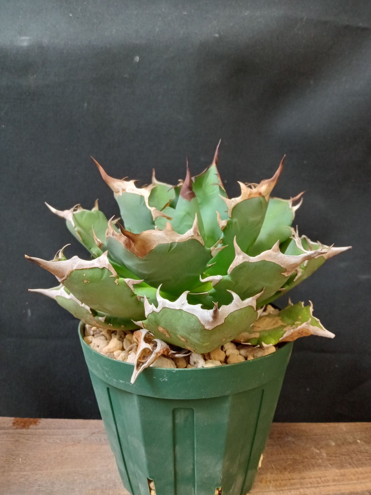 K*I様 Agave titanota ‘姫厳竜' Agave titanota アガベ チタノタ 姫厳竜 多肉植物 | plants MARU