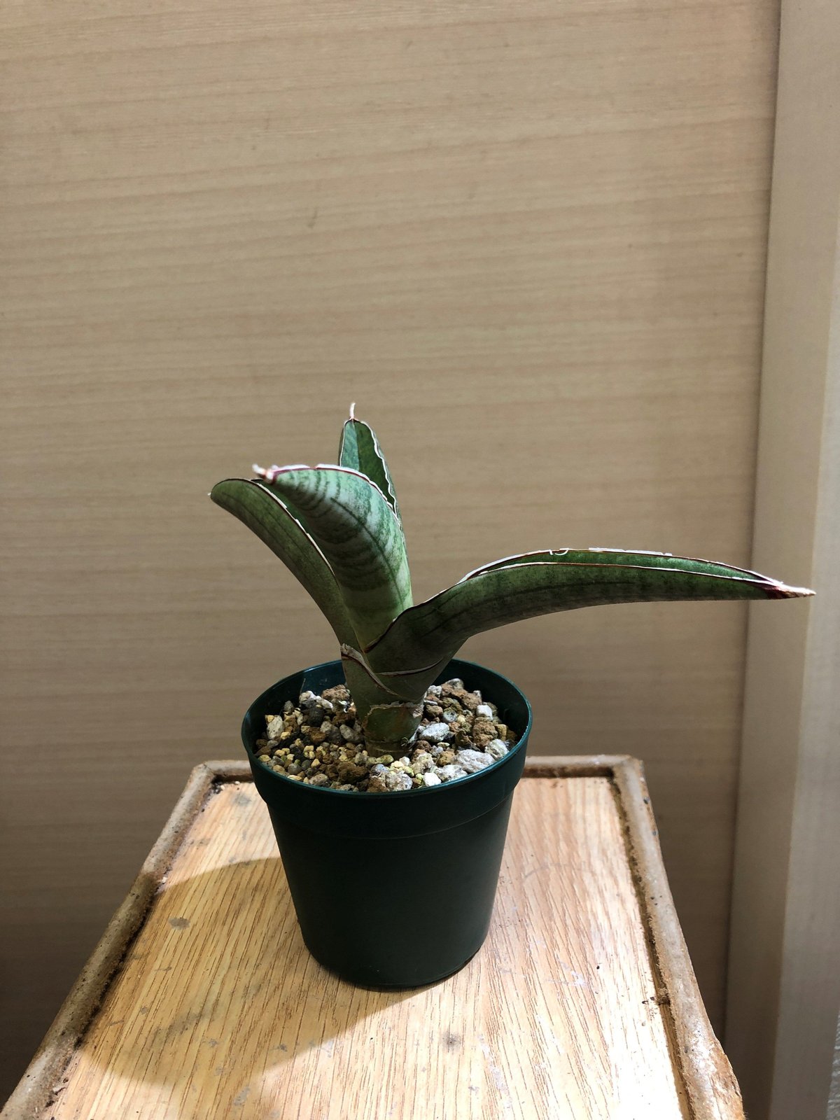Sanasevieria Pfisterii | satakeseikaten