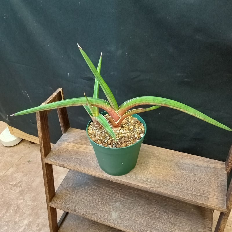 Sansevieria sp. Zululand | satakeseikaten