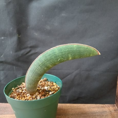 ブルーバット | STORES