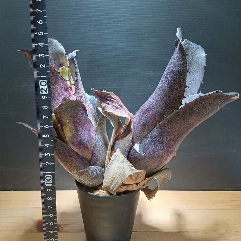 YAMA Hohenbergia leopoldo H DSなど2点 送料無料】 Hohenbergia leopoldo-horstii Black form