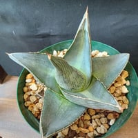 Agave Agave blue brian | satakeseikaten