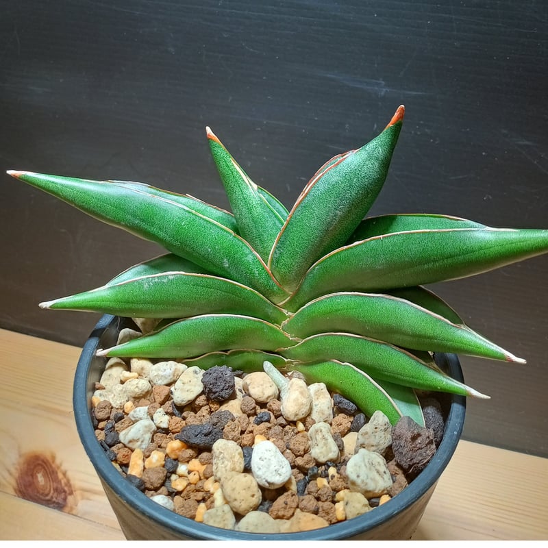 Sansevieria Sawasdee | satakeseikaten