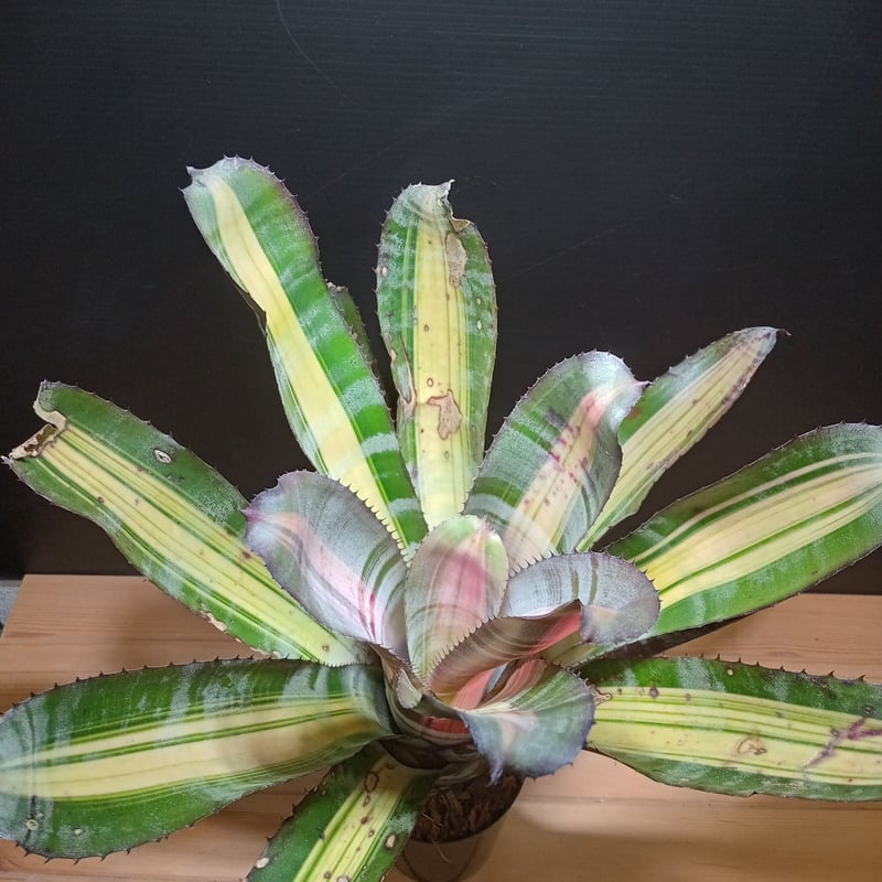 aechmea roberto menescal | satakeseikaten