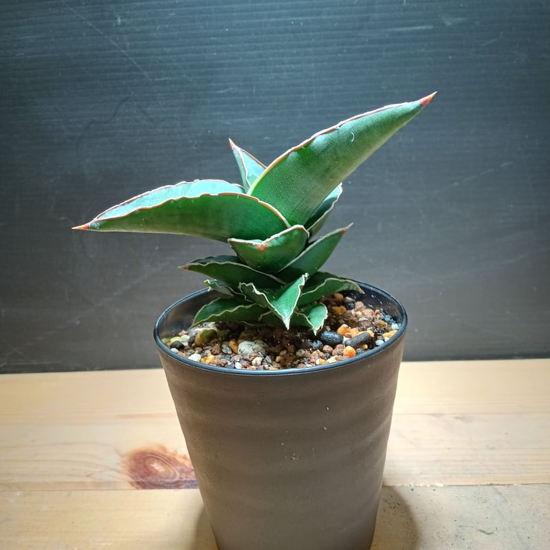Sansevieria SP Somalia | satakeseikaten