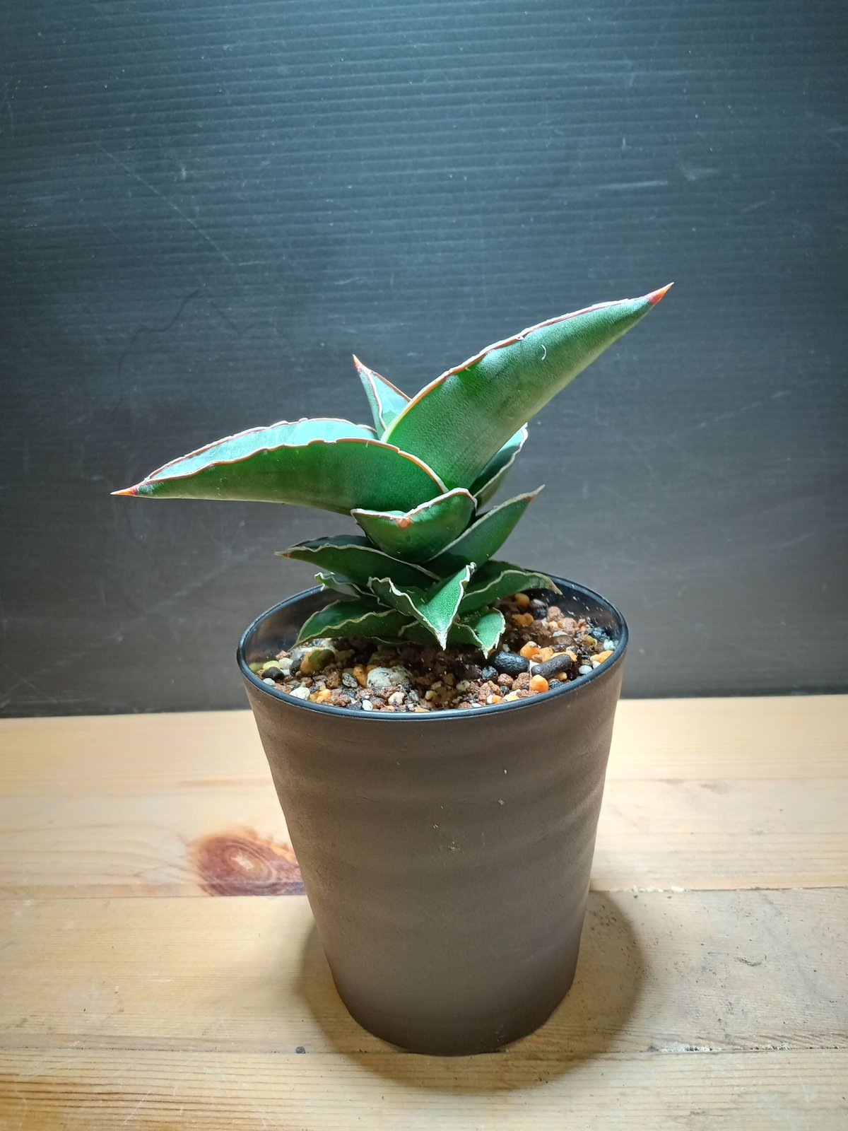 Sansevieria SP Somalia | satakeseikaten