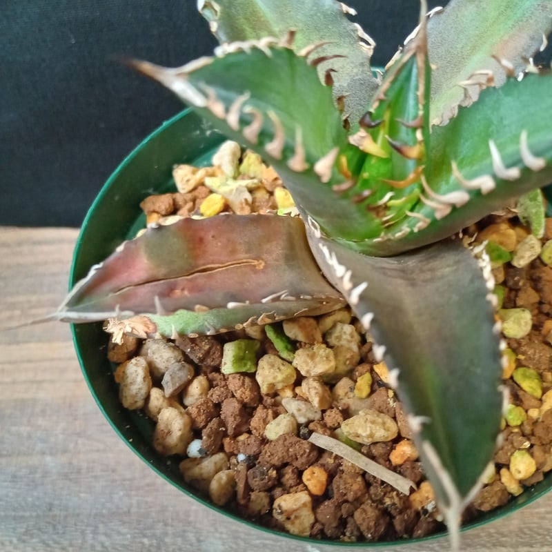 アガベ チタノタ タイ現地 大株Agave titanota ボールタイプ 【公式通販】