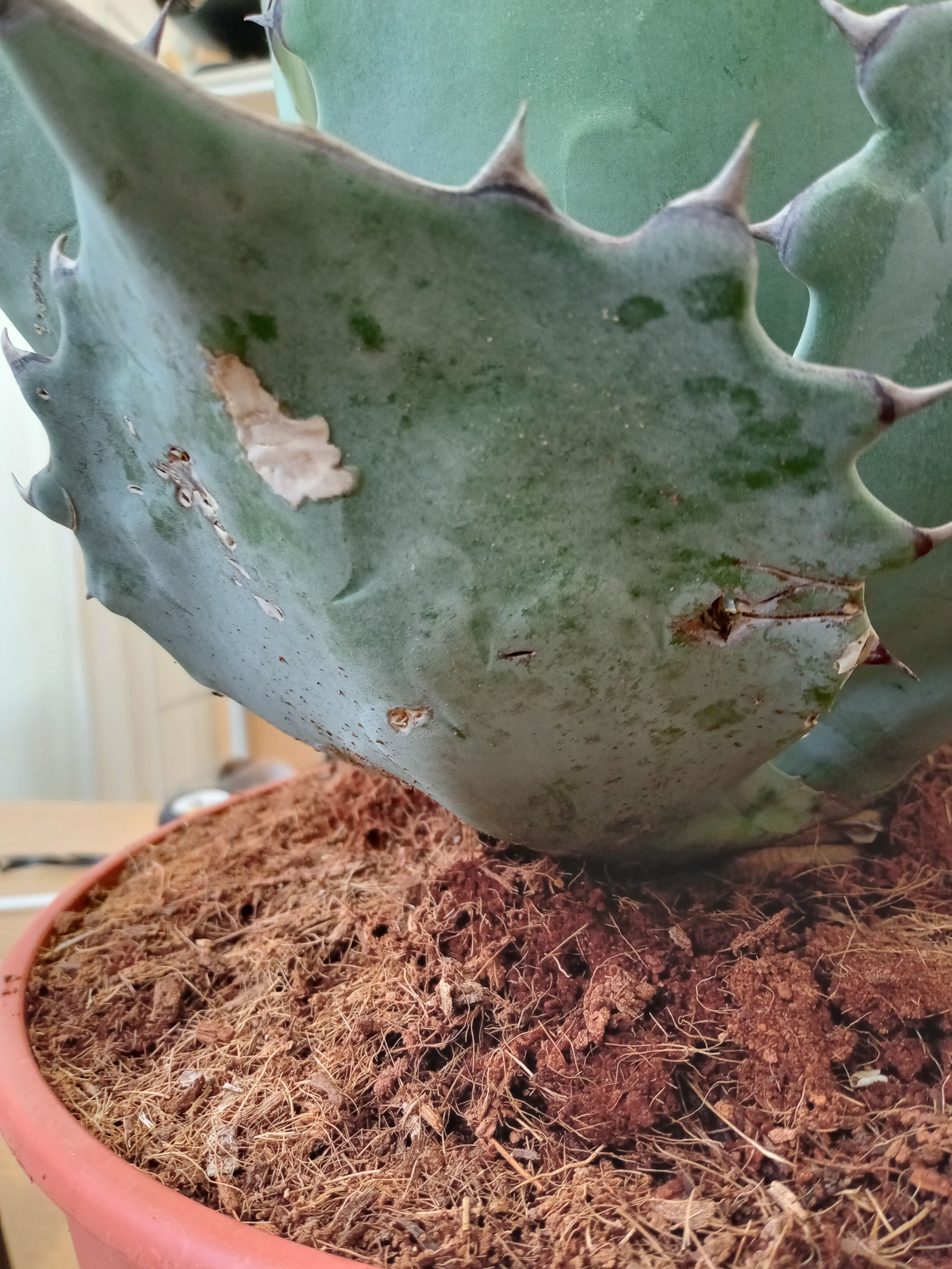Agave Agave blue brian | satakeseikaten