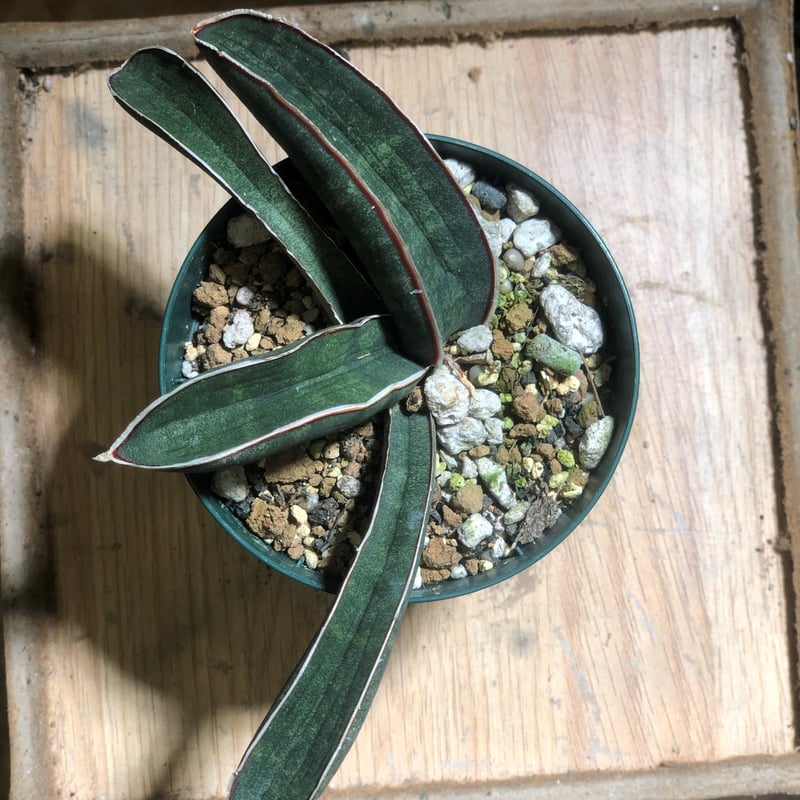 Sansevieria hallii Blue Bat | satakeseikaten