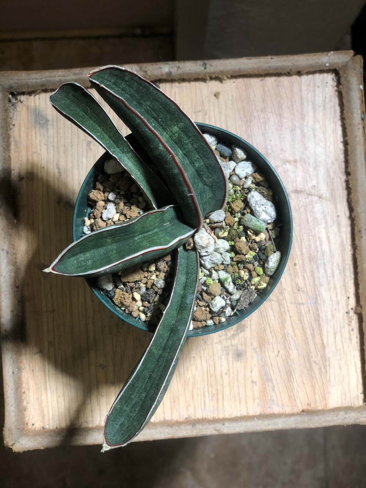 Sansevieria hallii Blue Bat | satakeseikaten