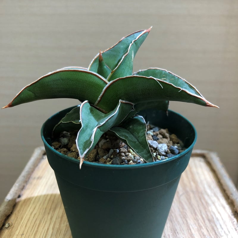 Sansevieria SP Somalia | satakeseikaten
