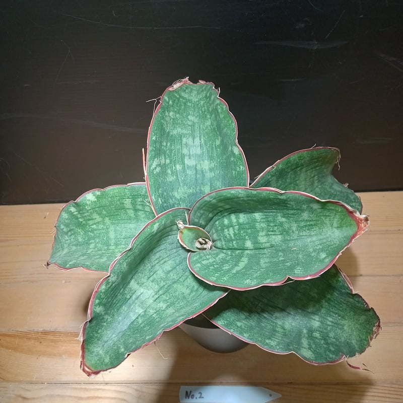 Sansevieria sp. Mafinga Tanzania Dragon Wing 大