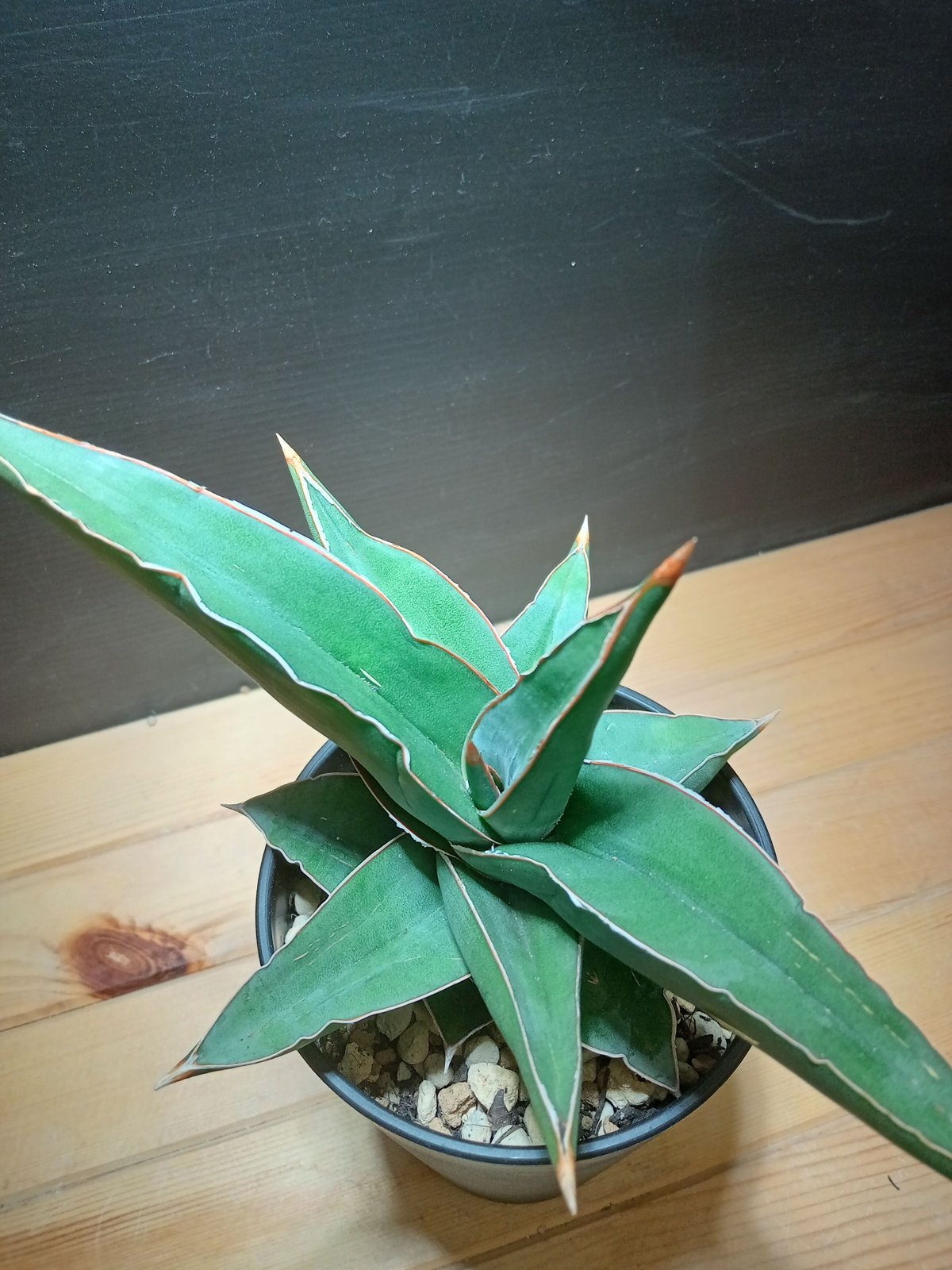 特大株 サンスベリア sp ソマリア サンセベリア sansevieria Sansevieria SP Somalia 大株 | satakeseikaten