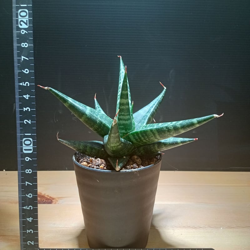 サンスベリア Sansevieria sp. Zululand A サンスベリア Sansevieria sp. Zululand A Sansevieria sp. Zululand