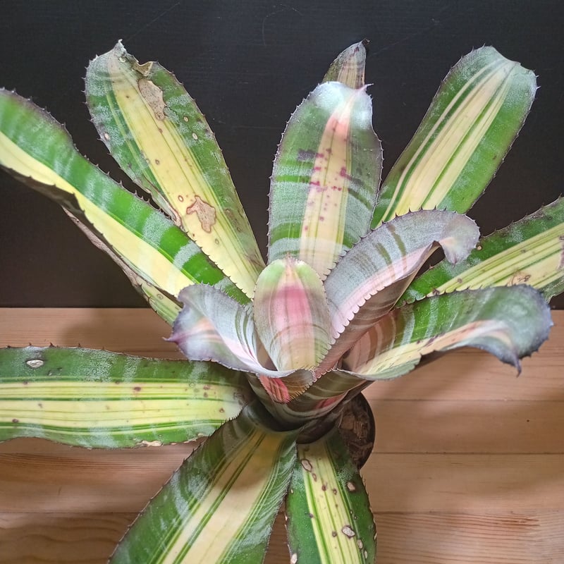 Aechmea 'Roberto Menescal'〔エクメア〕現品発送A184 送料無料】Aechmea 'Roberto Menescal'〔エクメア〕現品発送A184