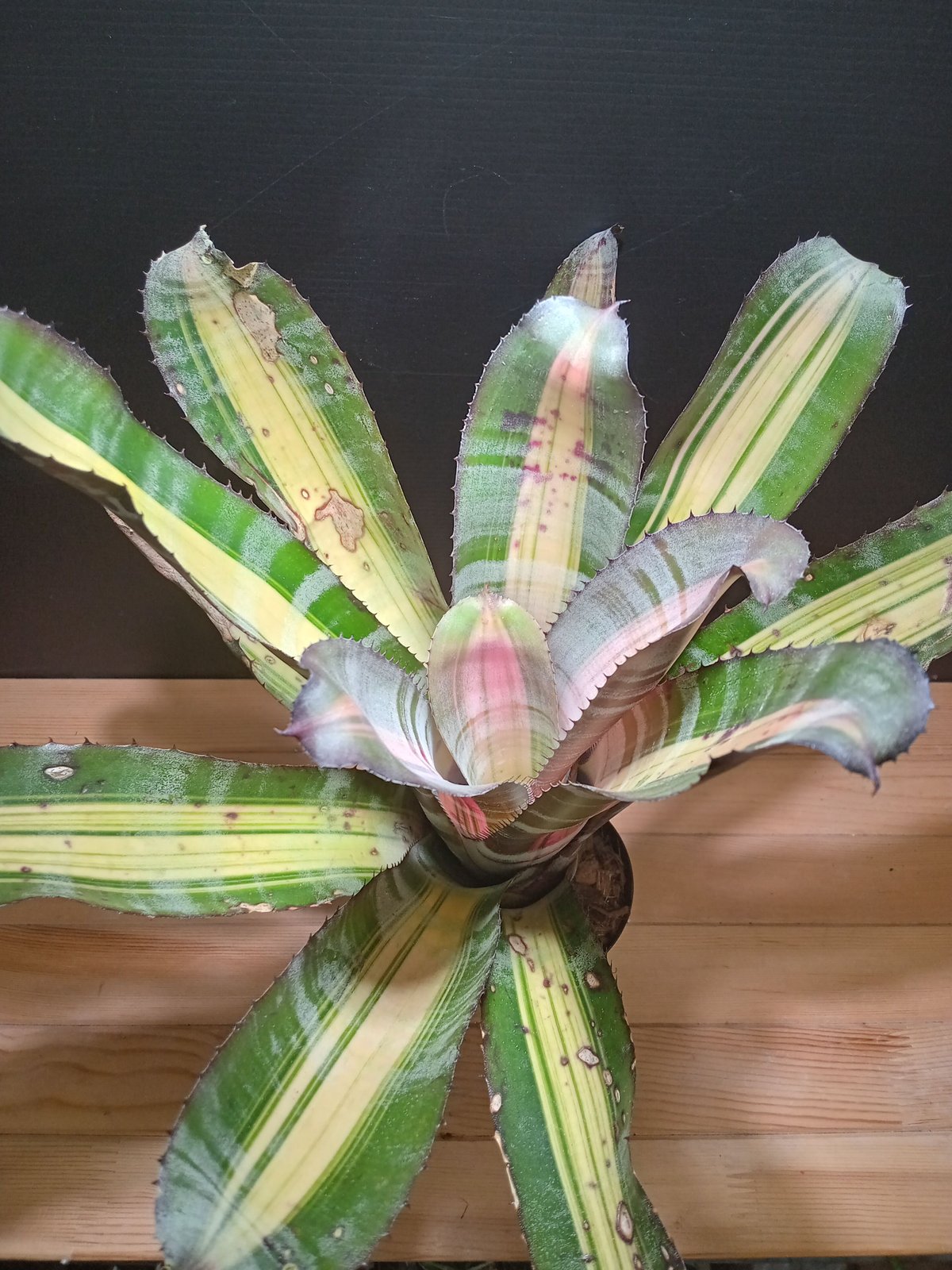 aechmea roberto menescal | satakeseikaten