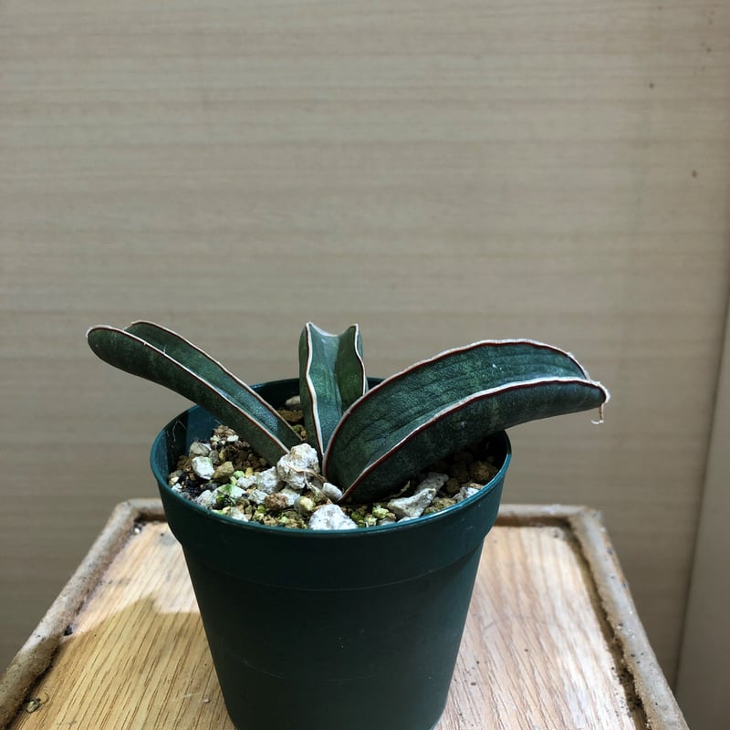 Sansevieria hallii Blue Bat | satakeseikaten