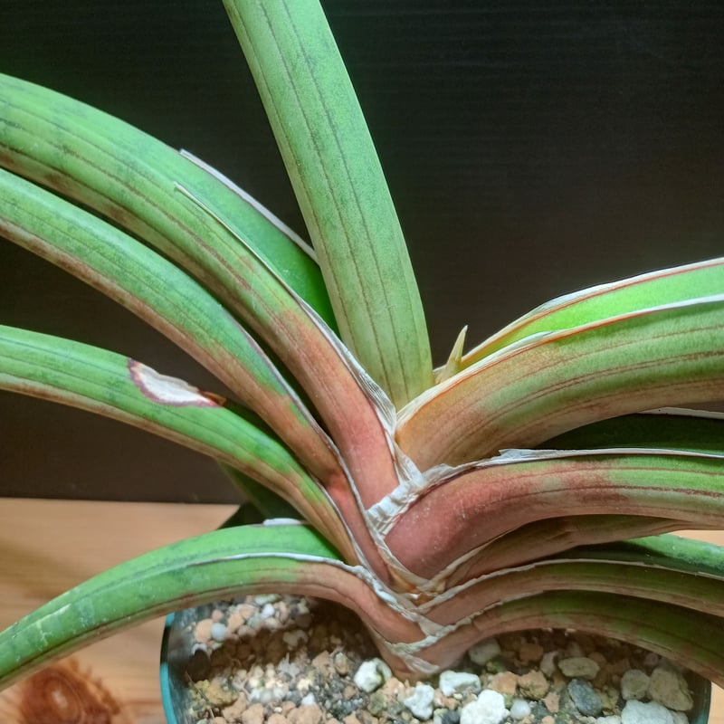 Sansevieria sp. Zululand | satakeseikaten Sansevieria sp. Zululand | satakeseikaten