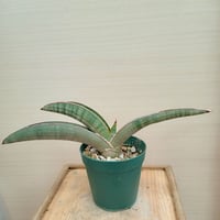 Sansevieria sp. Zululand | satakeseikaten