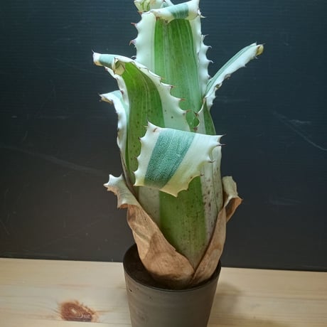 フリーセア | STORES