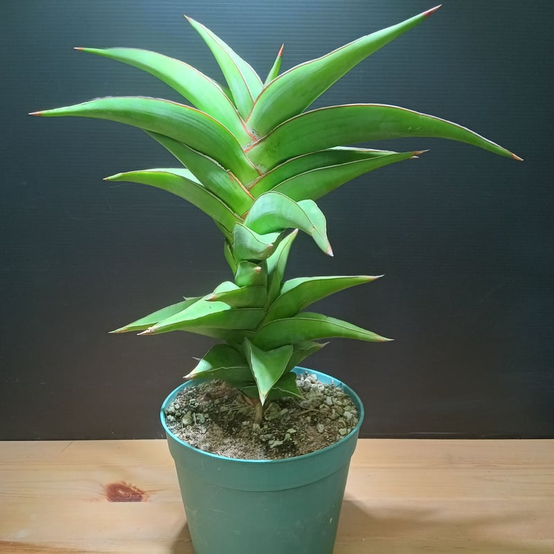 特大株 サンスベリア sp ソマリア サンセベリア sansevieria Sansevieria Phra Kaikeo サンセベリア プラカイケオ シルバー系の品種