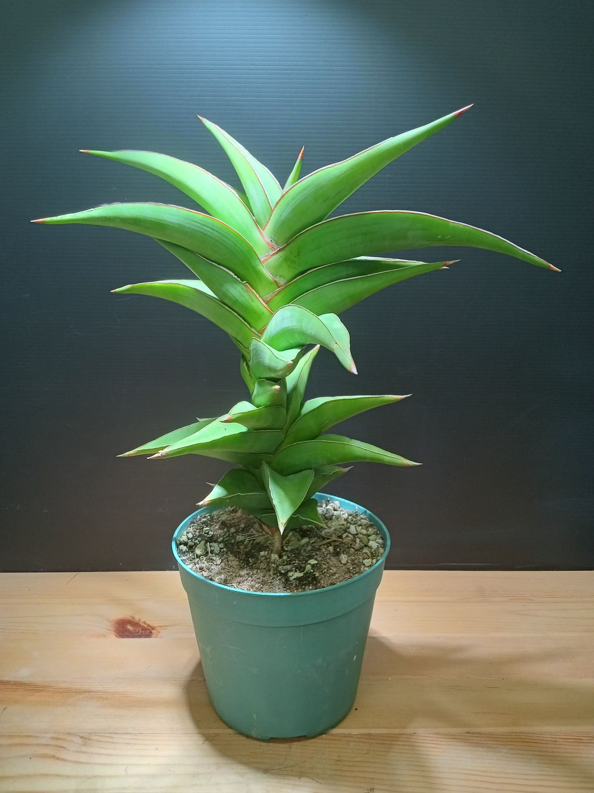 特大株 サンスベリア sp ソマリア サンセベリア sansevieria Sansevieria SP Somalia 大株 | satakeseikaten
