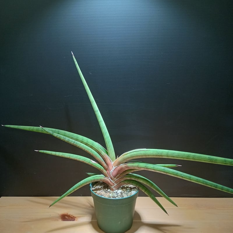Sansevieria sp. Zululand | satakeseikaten
