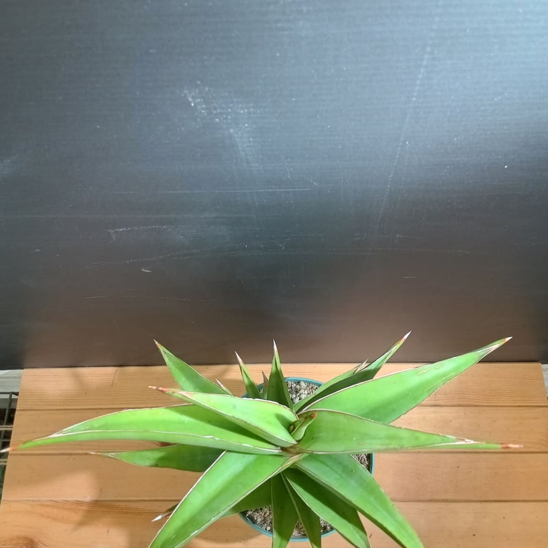 Sansevieria SP Somalia 大株 | satakeseikaten