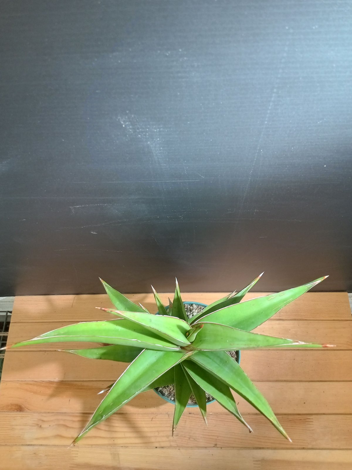 特大株 サンスベリア sp ソマリア サンセベリア sansevieria Sansevieria SP Somalia | satakeseikaten