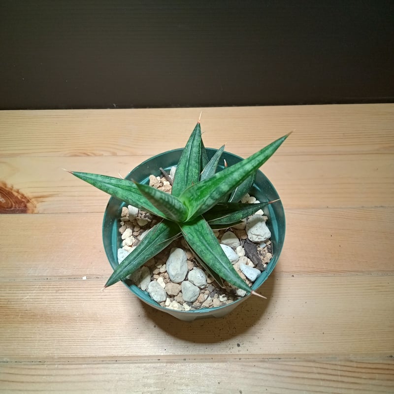 Sansevieria Lavranos629 | satakeseikaten