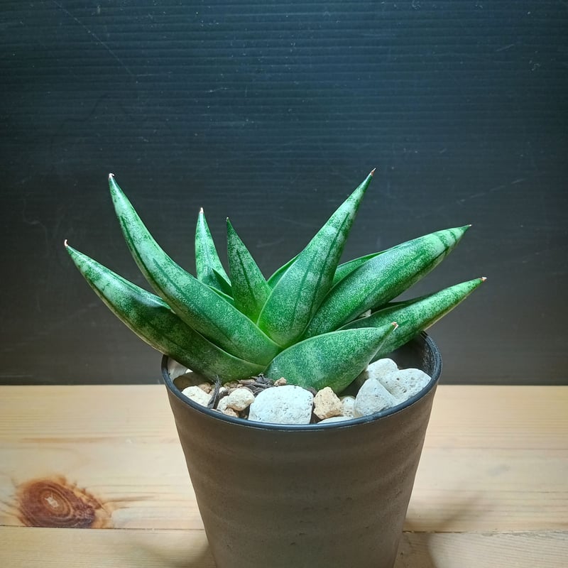 Sansevieria Moose | satakeseikaten