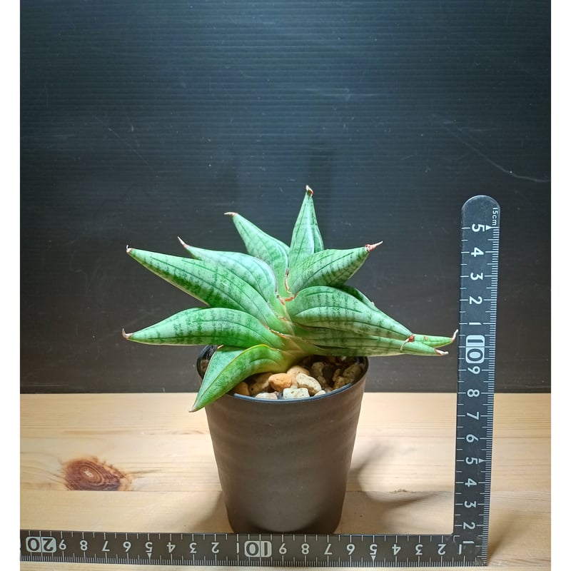 Sansevieria 'Vienna | satakeseikaten