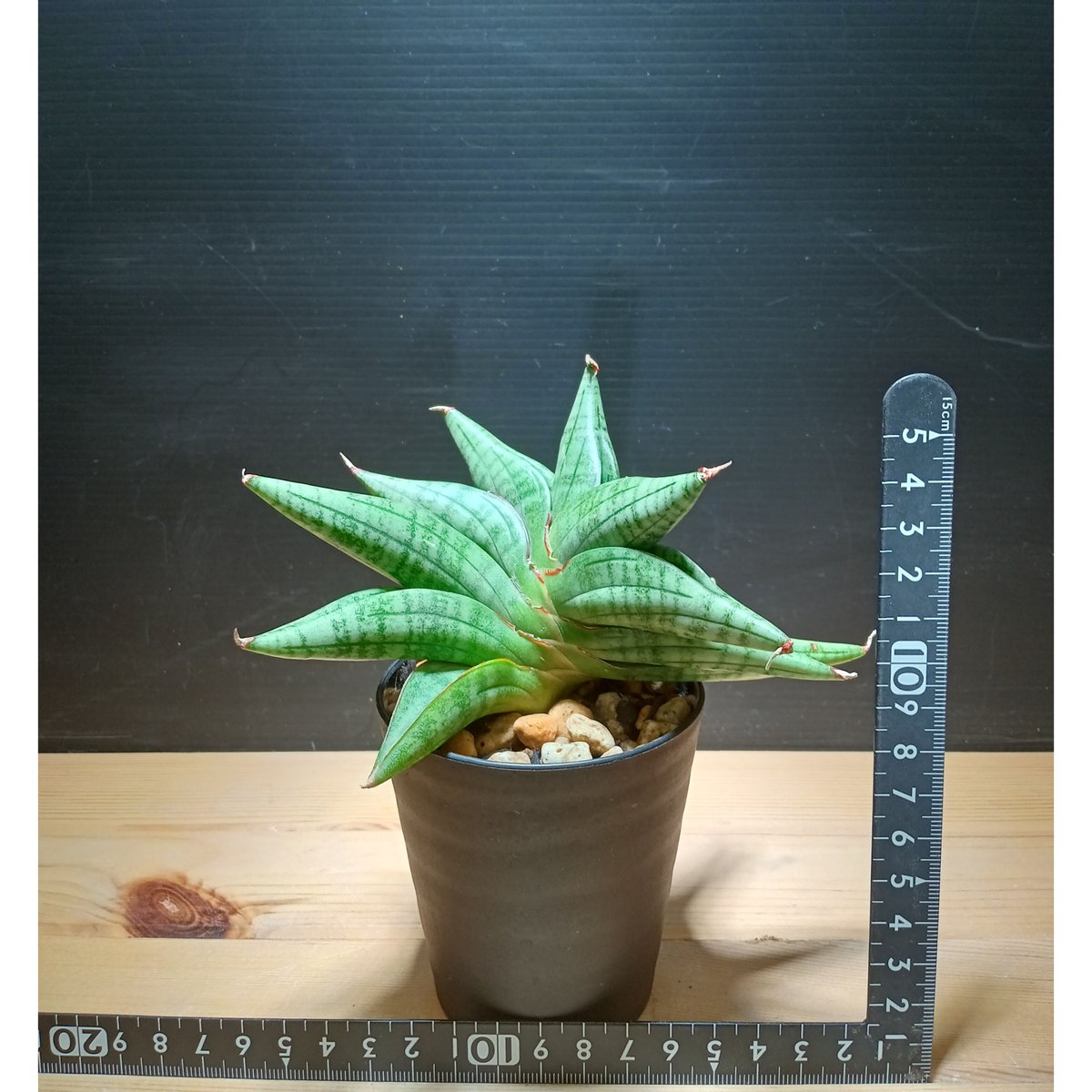 Sansevieria 'Vienna | satakeseikaten