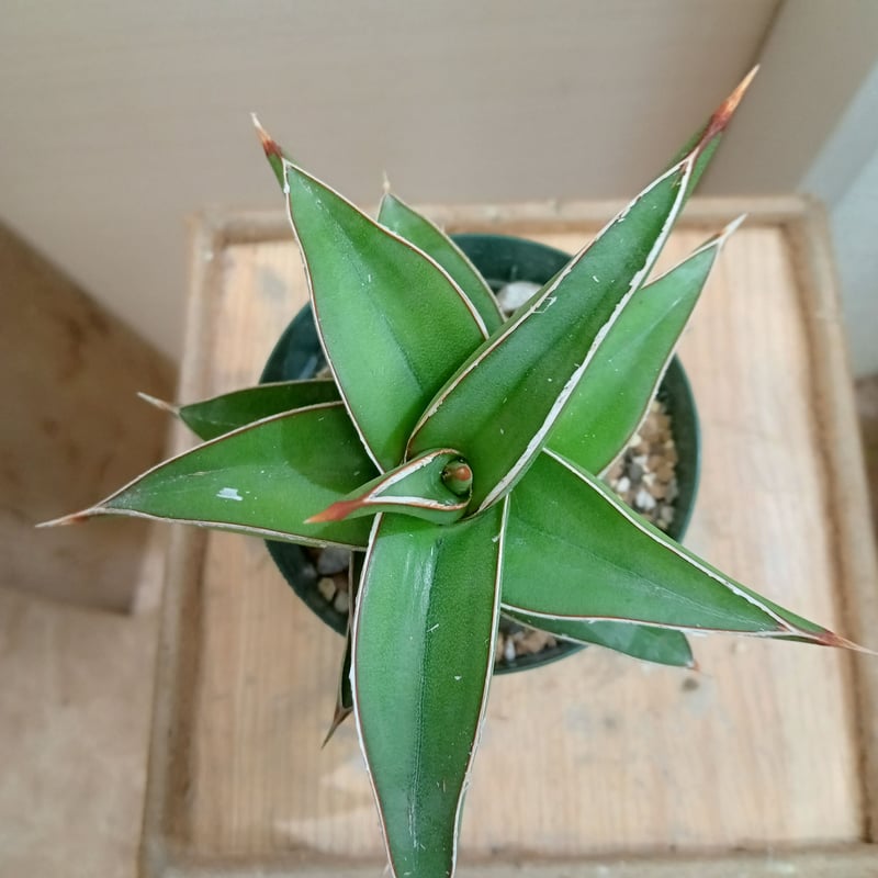 Sansevieria lavranos 23251 | satakeseikaten