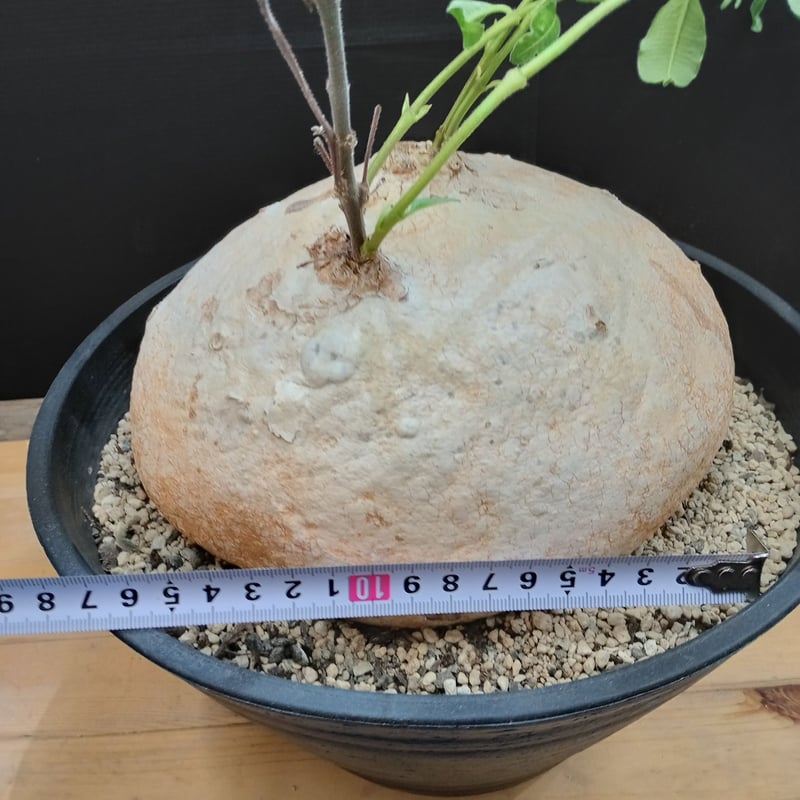 Raphionacme procumbens | satakeseikaten