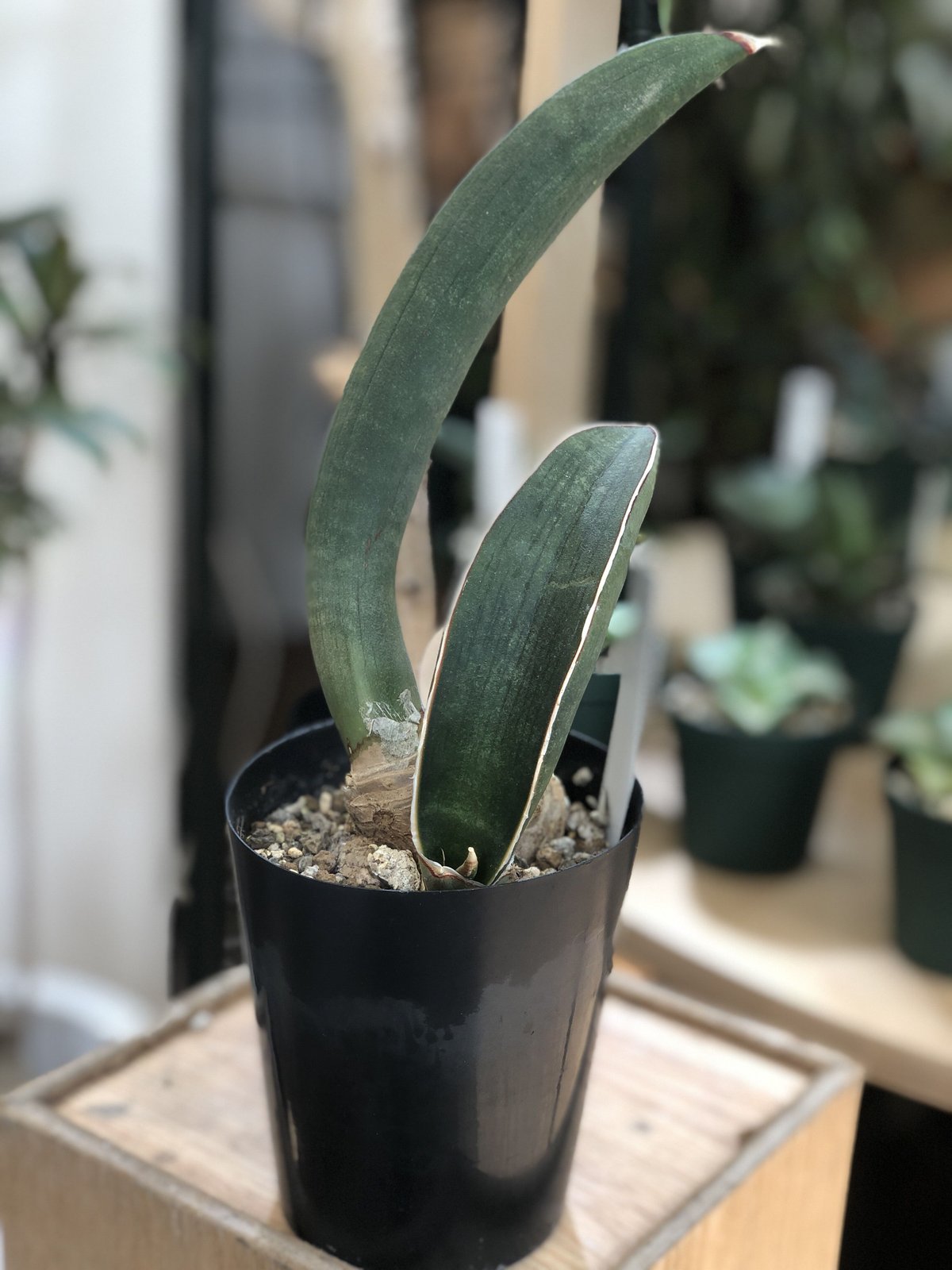 Sansevieria Baseball Bat | satakeseikaten
