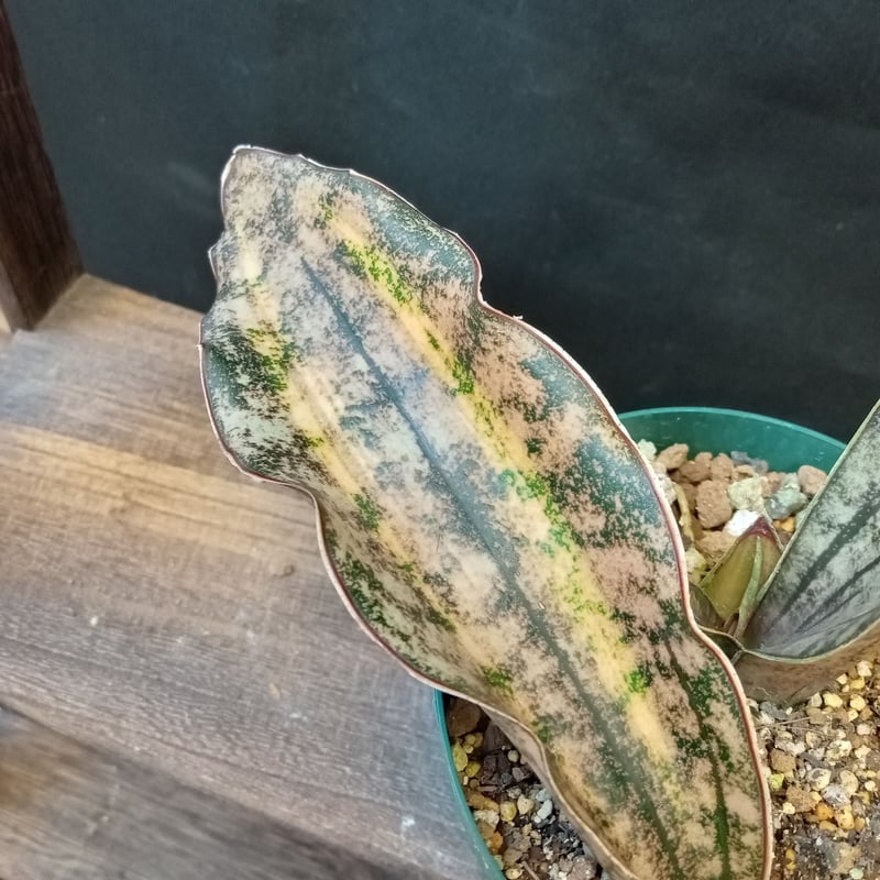 Sansevieria Kirkii var. pulchra coppertone 斑入り