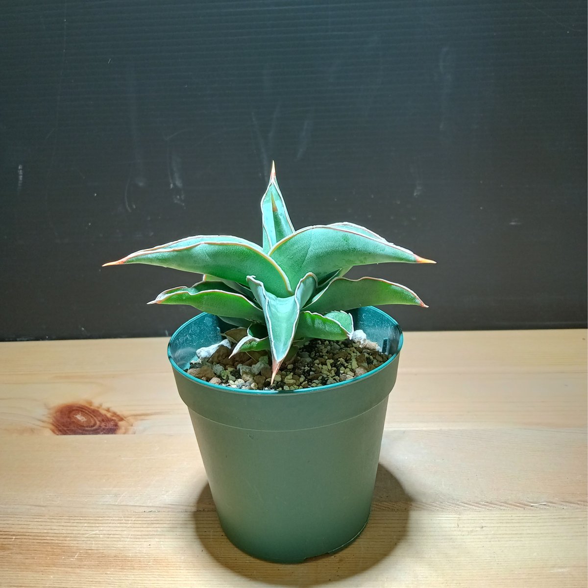 Sansevieria sp.kismayo variegata 曙班 | satakesei